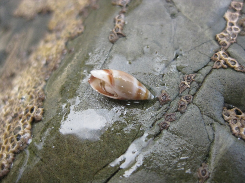 Amalda novaezelandiae
