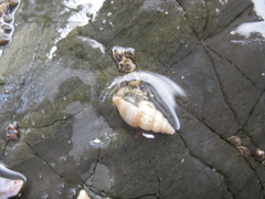 Pagurus novizealandiae