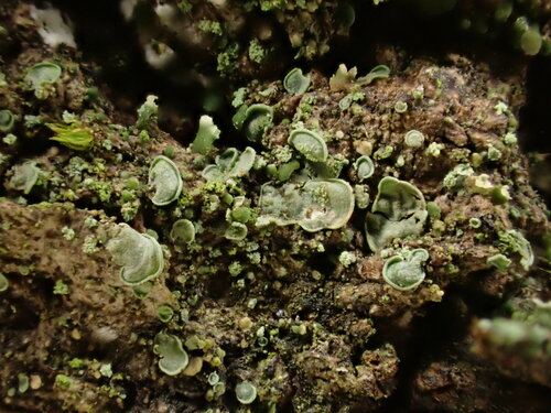 Elf Ears lichen