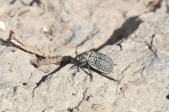 Trox perlatus