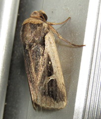 Proteuxoa tortisigna