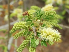 Microlobius foetidus