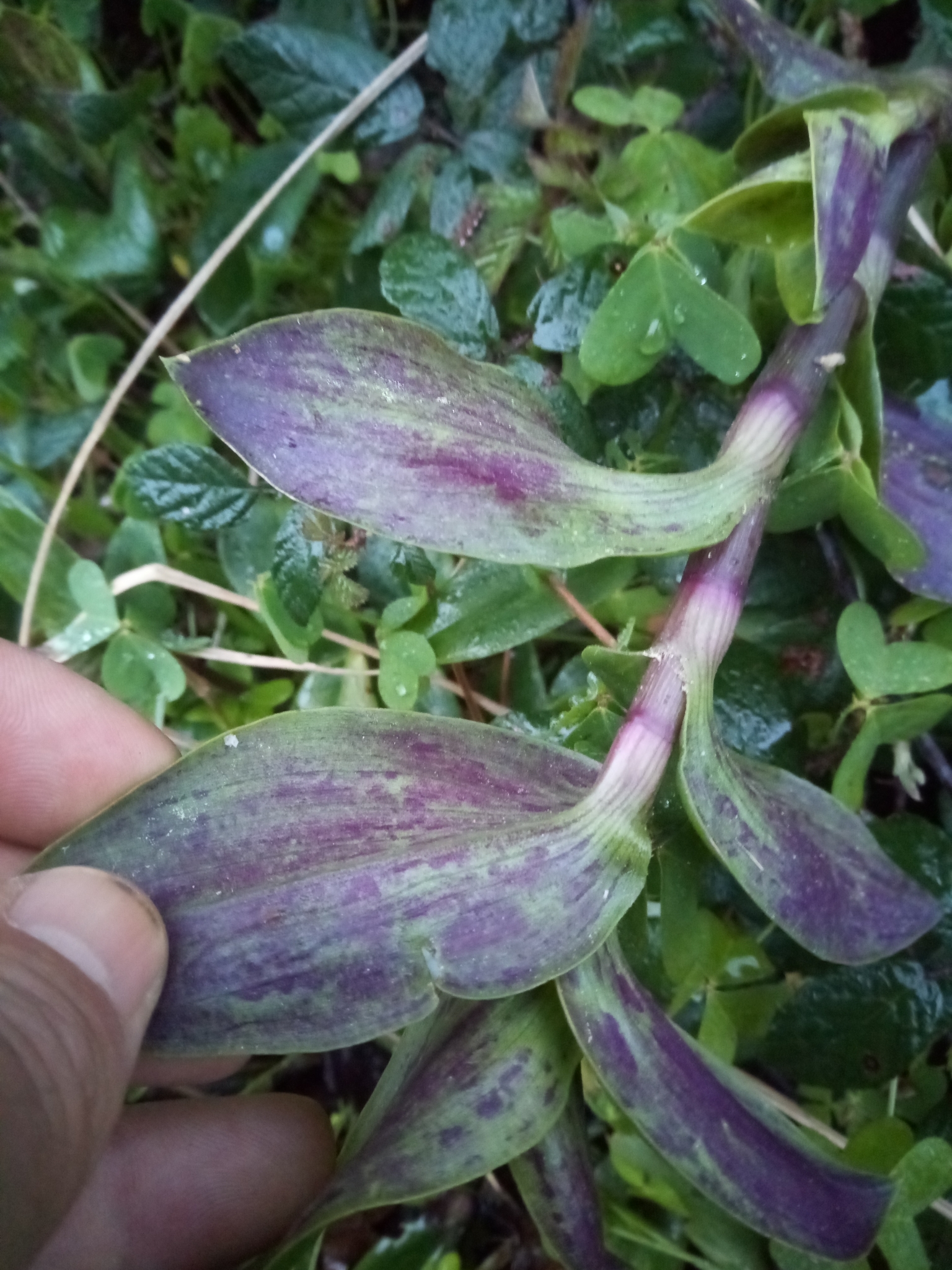 Imagem de Lambari roxo
