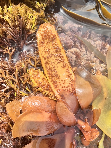 Sarcothalia radula, 2023-12-19