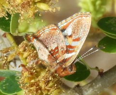 Anteros carausius carausius