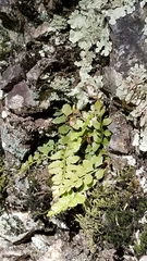 Asplenium bradleyi