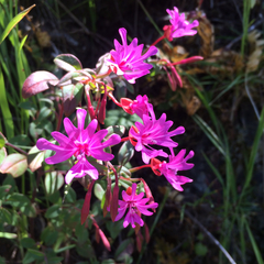 Clarkia concinna raichei