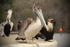 Brown Pelican photo 6
