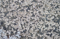 Trapelia placodioides