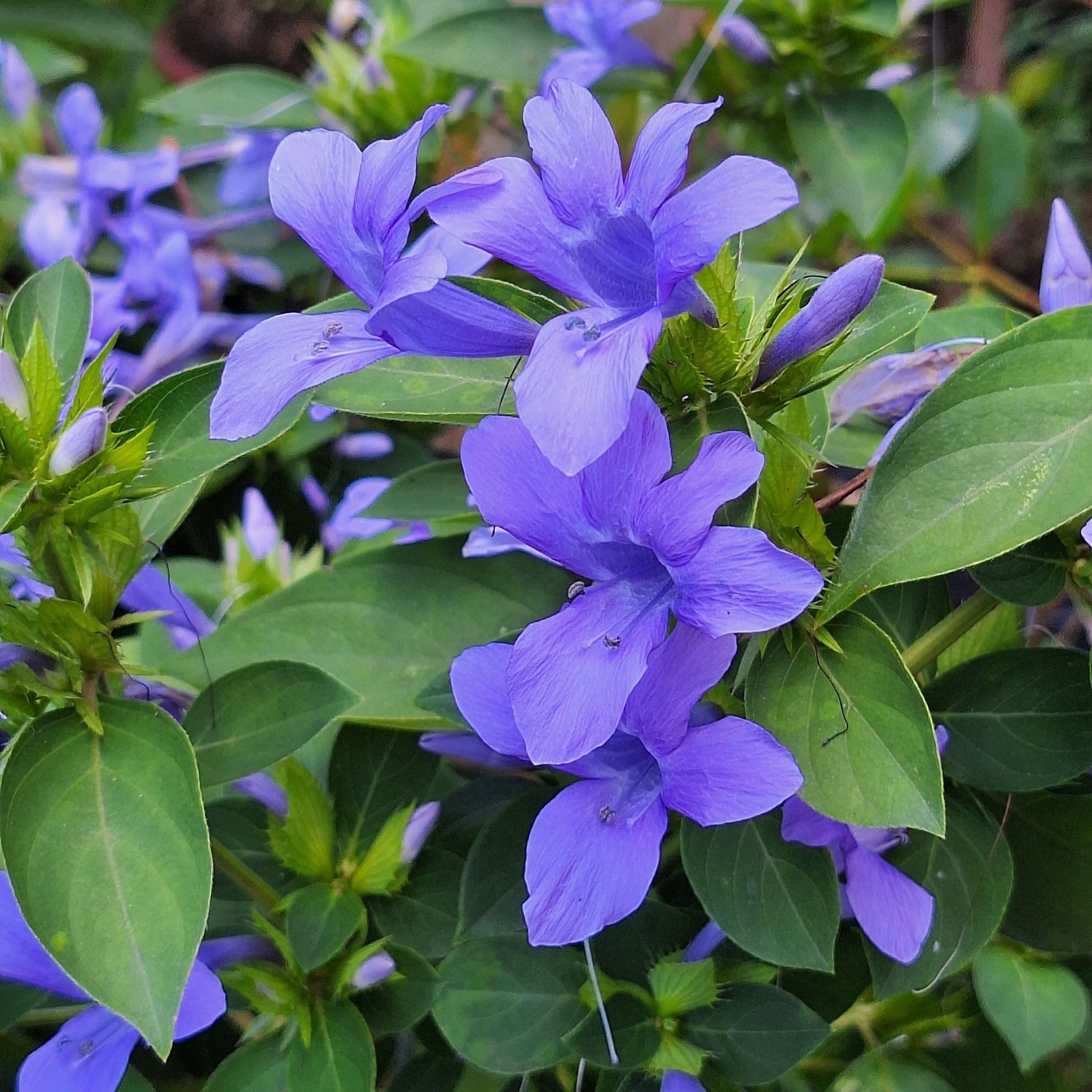 Barleria cristata