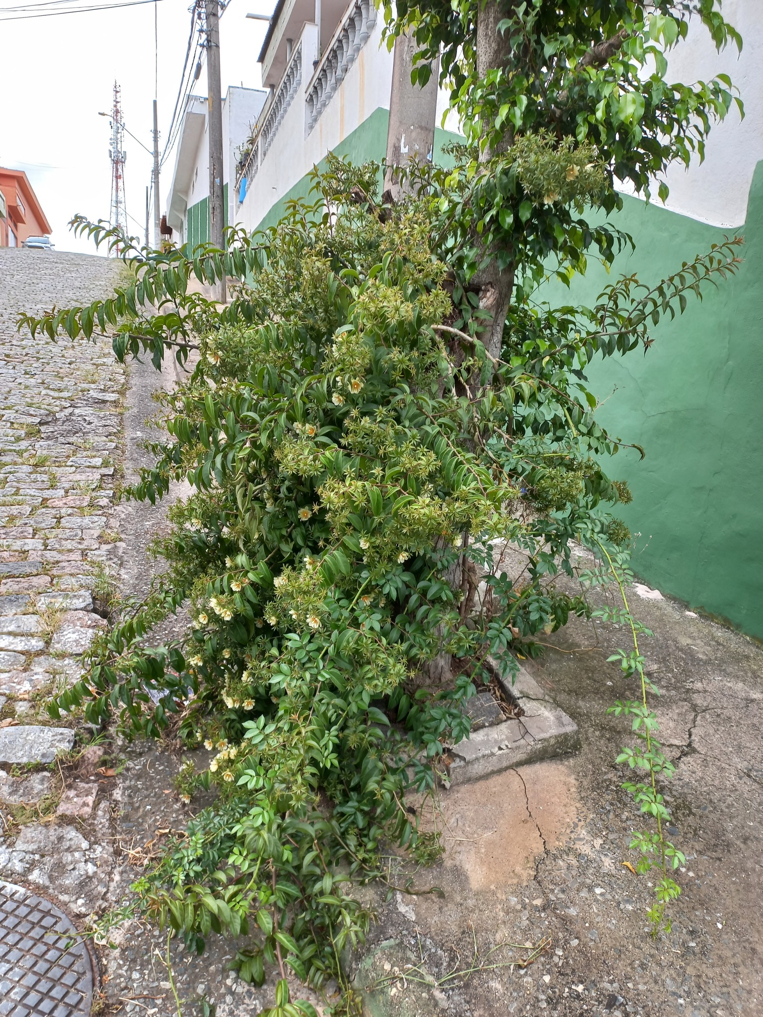 Imagem de Ora-pro-nóbis