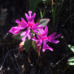 Clarkia concinna raichei