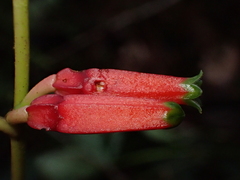 Macleania stricta