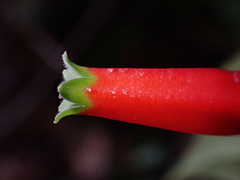 Macleania stricta, photograph Nolan Exe, CC BY, iNaturalist via GBIF