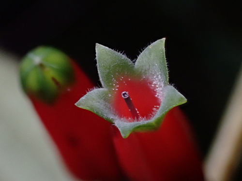 Macleania stricta, photograph 2
