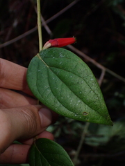 Macleania stricta, photograph Nolan Exe, CC BY, iNaturalist via GBIF