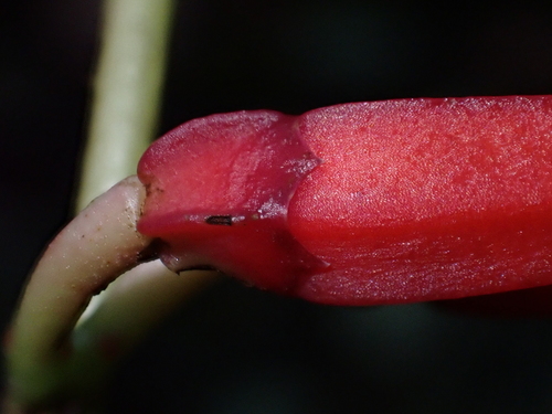 Macleania stricta, photograph 3