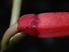 Macleania stricta, photograph Nolan Exe, CC BY, iNaturalist via GBIF