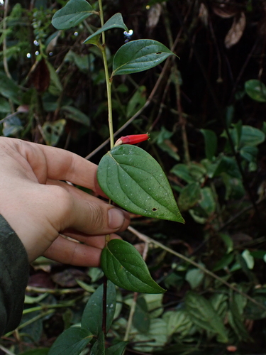 Macleania stricta, photograph 5