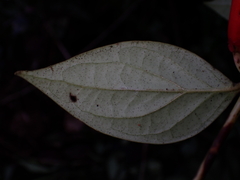 Macleania stricta, photograph Nolan Exe, CC BY, iNaturalist via GBIF