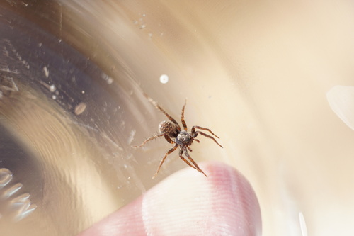Shore Spider photo 3