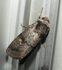 Proteuxoa restituta