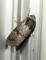 Proteuxoa restituta