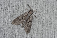 Sphinx maurorum
