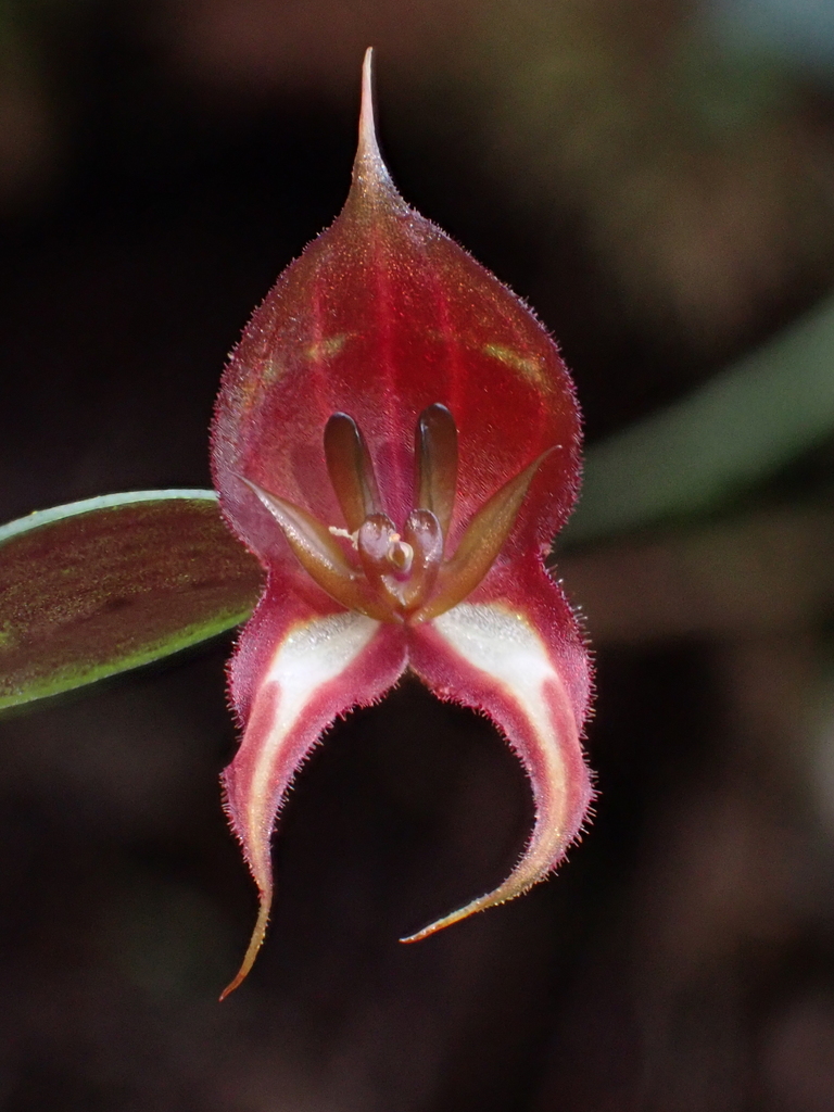 Lepanthes quadricornis