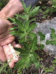 Mentzelia oligosperma
