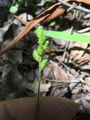 Carex alata