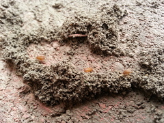 Myrmecophilus pergandei