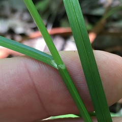 Carex alata