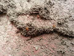 Myrmecophilus pergandei