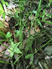 Carex alata