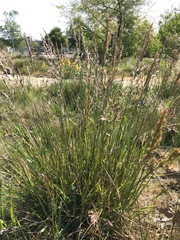 Melica californica