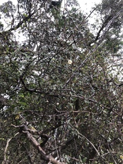 Coprosma crassifolia