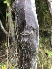 Coprosma crassifolia