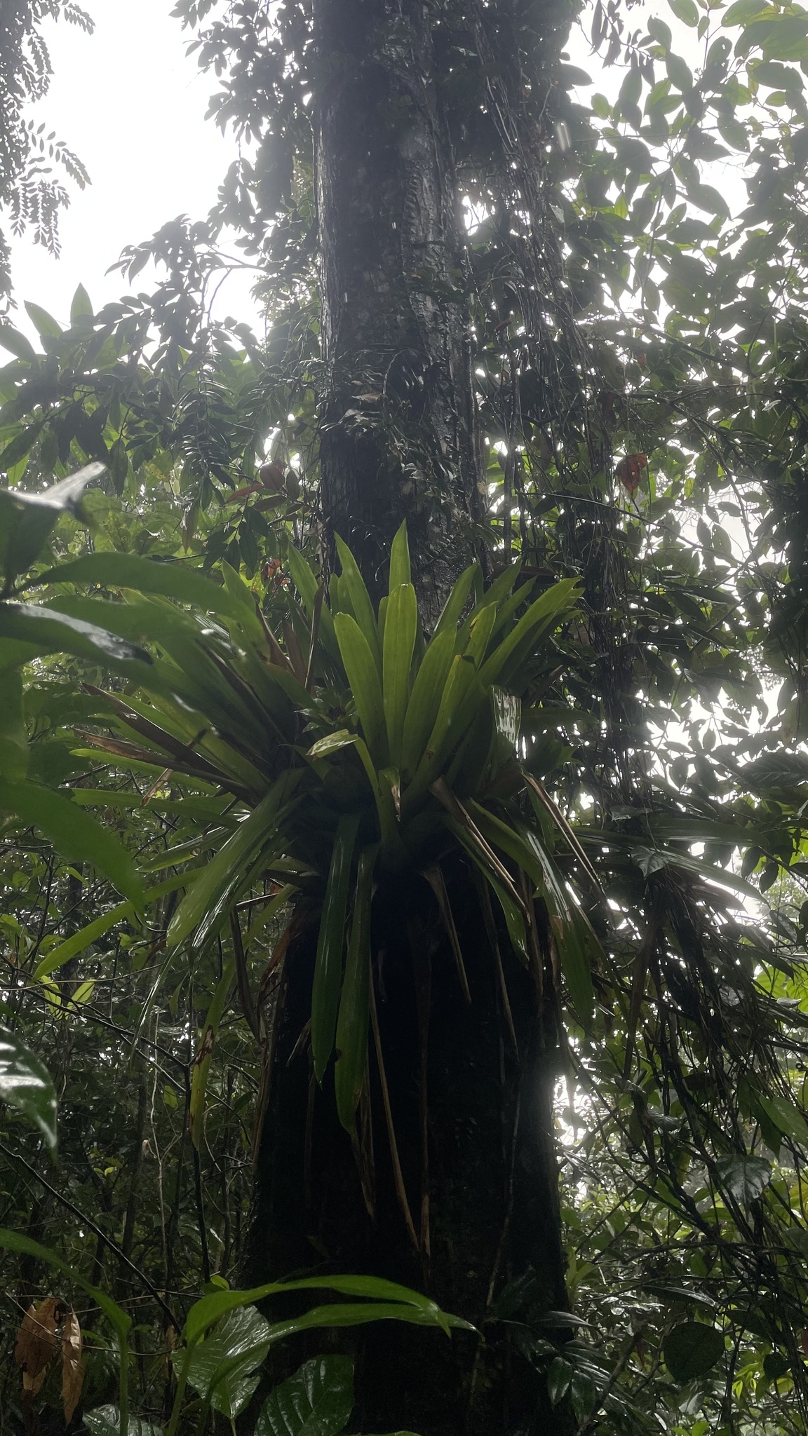 Imagem de Bromélia