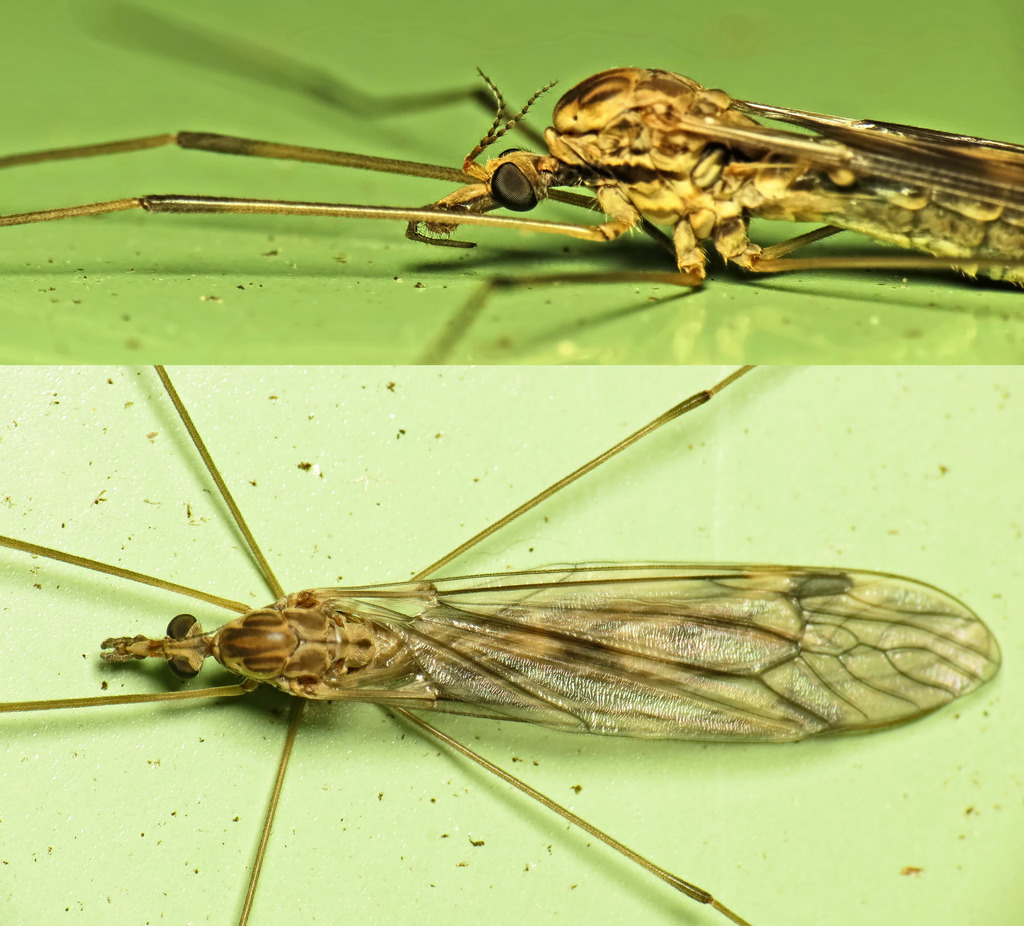 Tipula rufina
