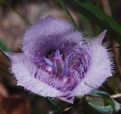 Calochortus tolmiei