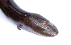 Amphiuma means