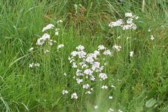 Cardamine pratensis