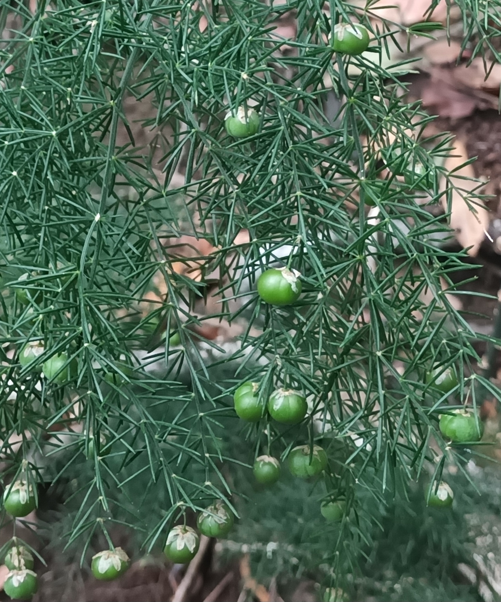 Asparagus umbellatus