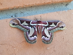 Rothschildia jacobaeae