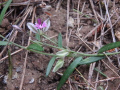 Polygala rupestris