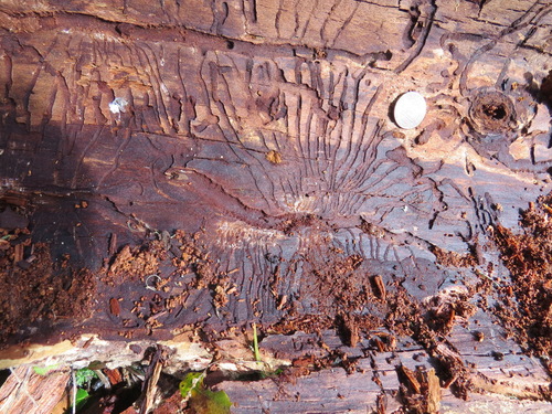 douglas-fir engraver