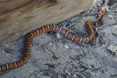 Lampropeltis zonata