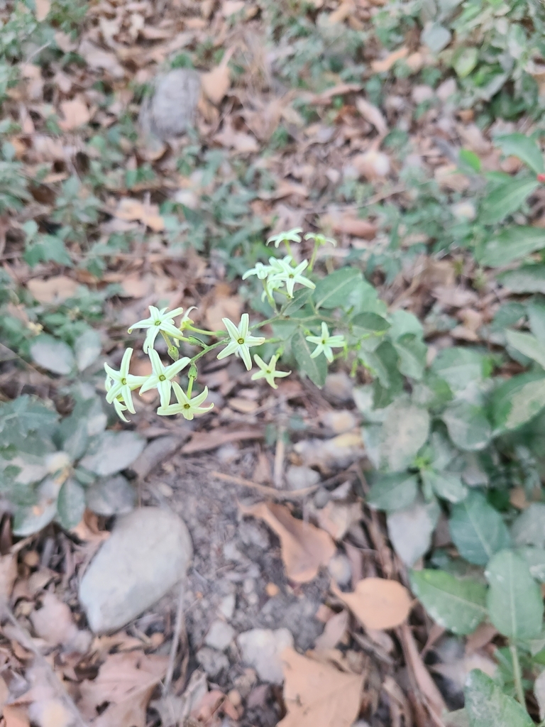 Guinea Hen Weed from 30507 Puerto Arista, Chis., Mexico on March 3 ...