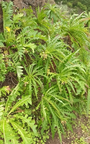 Image of Sonchus acaulis by no rights reserved